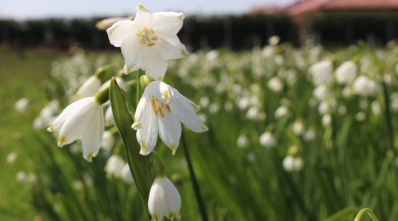 1 tanesini izinsiz koparana, 1 araba fiyatında ceza kesiliyor