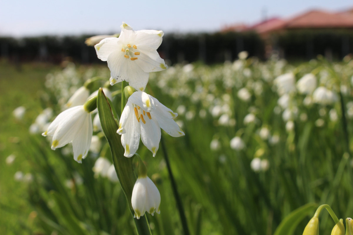 1 tanesini izinsiz koparana, 1 araba fiyatında ceza kesiliyor