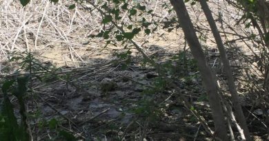 Adana’da kafatası ve insan bedeni parçaları bulundu