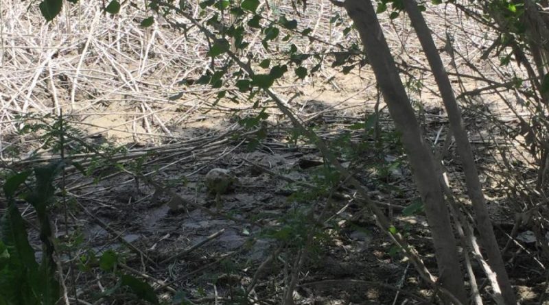 Adana’da kafatası ve insan bedeni parçaları bulundu