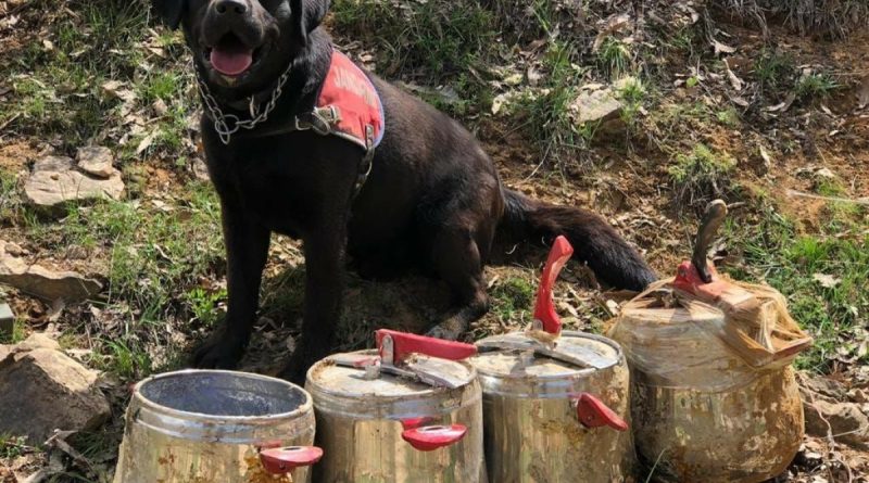 Bingöl’de 4 düdüklü tenceredeki 80 kilo EYP imha edildi