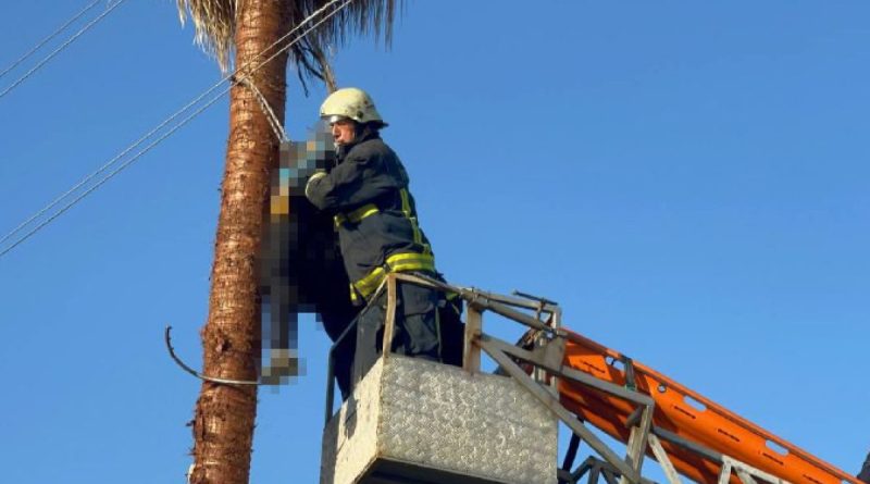 Budamak için çıktığı palmiye ağacında hayatını kaybetti