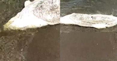 Bursa’da ölü yunus balığı karaya vurdu