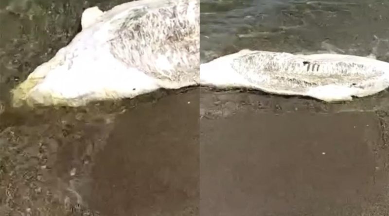 Bursa’da ölü yunus balığı karaya vurdu