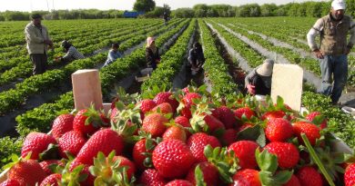 Coğrafi işaret tescilli Silifke Çileği, 15’ten fazla ülkeye ihraç ediliyor