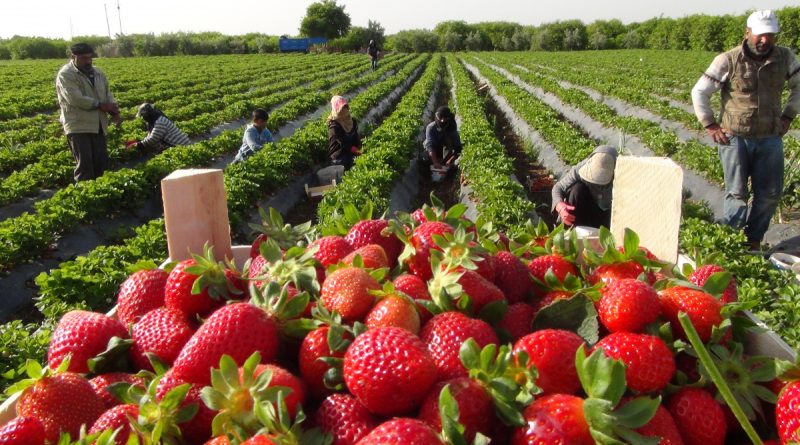 Coğrafi işaret tescilli Silifke Çileği, 15’ten fazla ülkeye ihraç ediliyor