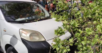 Diyarbakır’da seyir halindeki ticari aracın üstüne ağaç devrildi