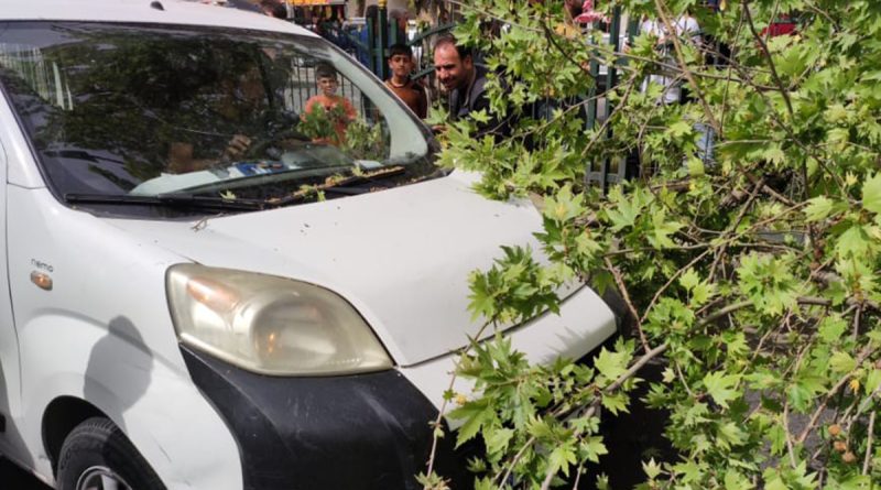 Diyarbakır’da seyir halindeki ticari aracın üstüne ağaç devrildi