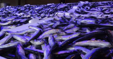 Doğu Karadeniz Bölgesinden hamsi ihracatında 716 bin 918 dolar döviz geliri elde edildi
