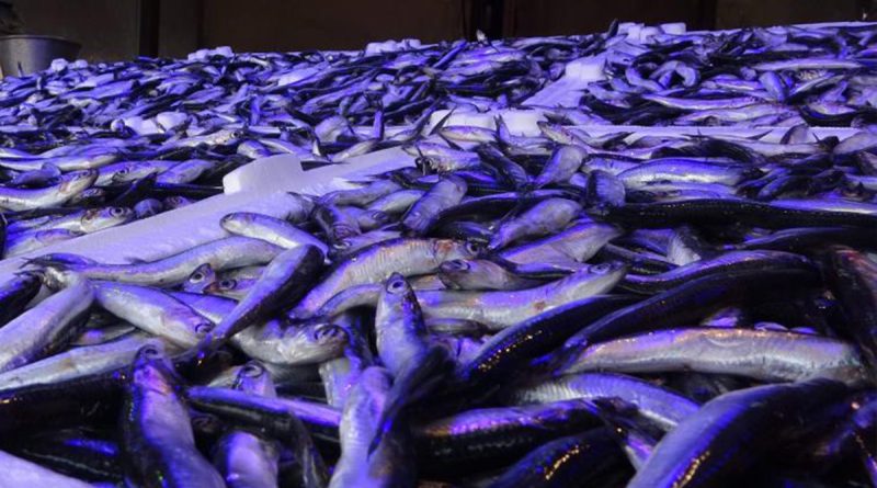 Doğu Karadeniz Bölgesinden hamsi ihracatında 716 bin 918 dolar döviz geliri elde edildi