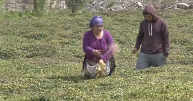Doğu Karadeniz’i çay telaşı sardı