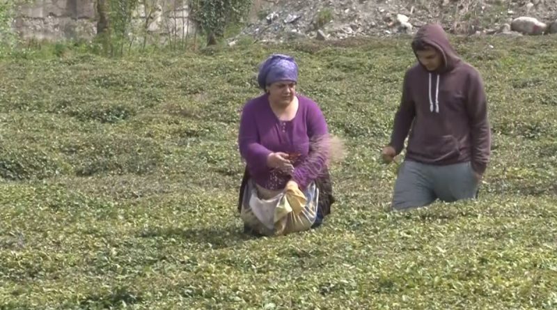 Doğu Karadeniz’i çay telaşı sardı