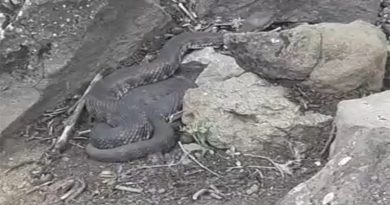 Elazığ'da dev yılan görenleri korkuttu