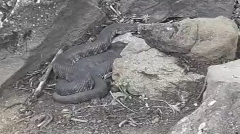 Elazığ'da dev yılan görenleri korkuttu