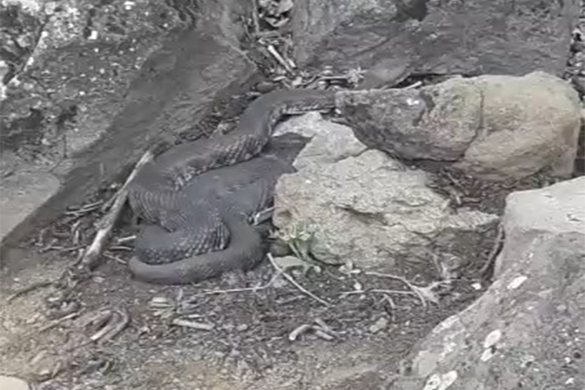 Elazığ'da dev yılan görenleri korkuttu