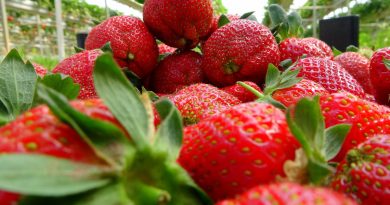 Erkenci çileğin kilosu 20 liraya düştü