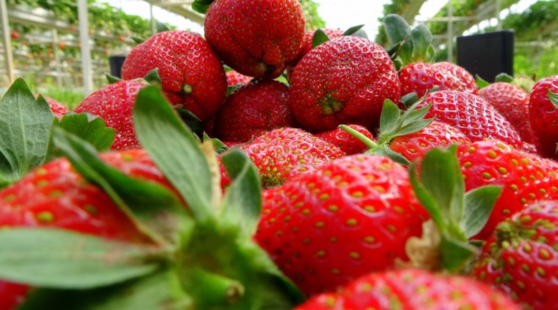 Erkenci çileğin kilosu 20 liraya düştü