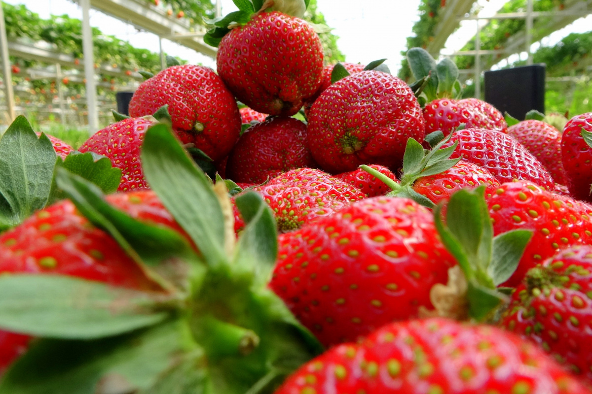 Erkenci çileğin kilosu 20 liraya düştü