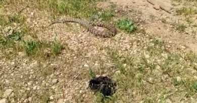 Evin bahçesine giren yılan korku dolu anlar yaşattı