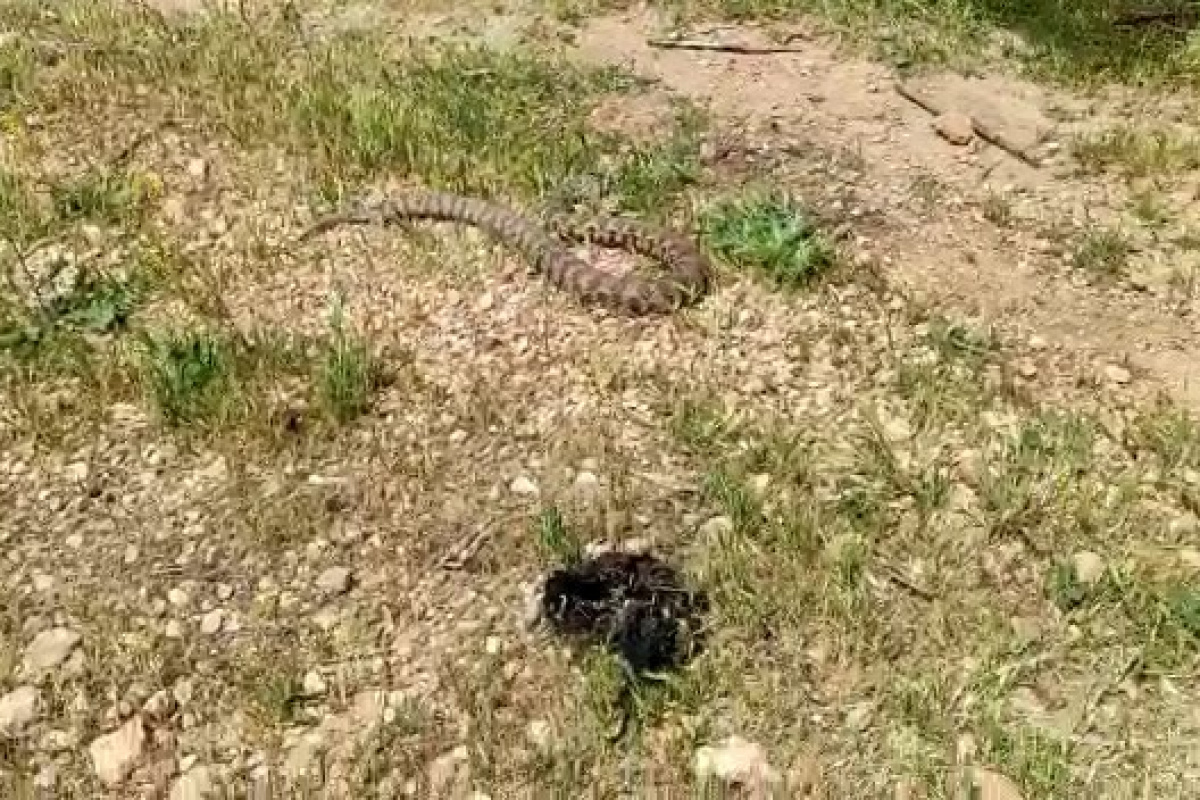 Evin bahçesine giren yılan korku dolu anlar yaşattı