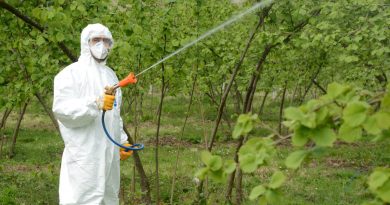 Fındıkta külleme mücadelesi başladı