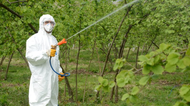 Fındıkta külleme mücadelesi başladı
