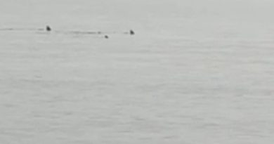 Hatay'da sahile yaklaşan köpek balıkları görüntülendi