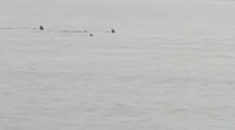 Hatay'da sahile yaklaşan köpek balıkları görüntülendi