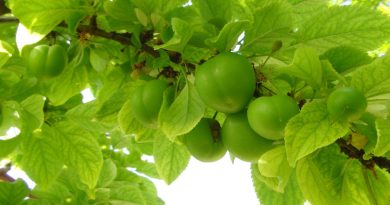 İlk çıktığında 500 liraydı, hemen kilosu 20 ila 50 lira aralarında satılıyor