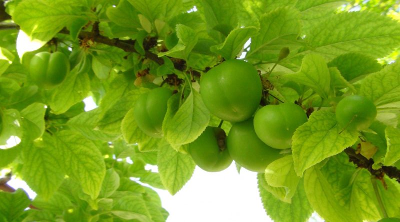 İlk çıktığında 500 liraydı, hemen kilosu 20 ila 50 lira aralarında satılıyor