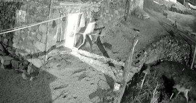 Köpeğine saldıran kurdu böyle kovaladı