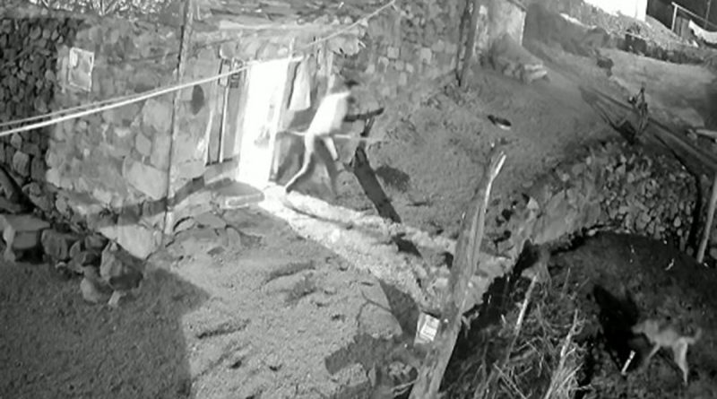 Köpeğine saldıran kurdu böyle kovaladı