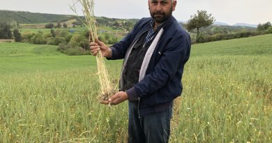 Kuraklık buğday üreticisine 30 sene sonradan tarla sulattı
