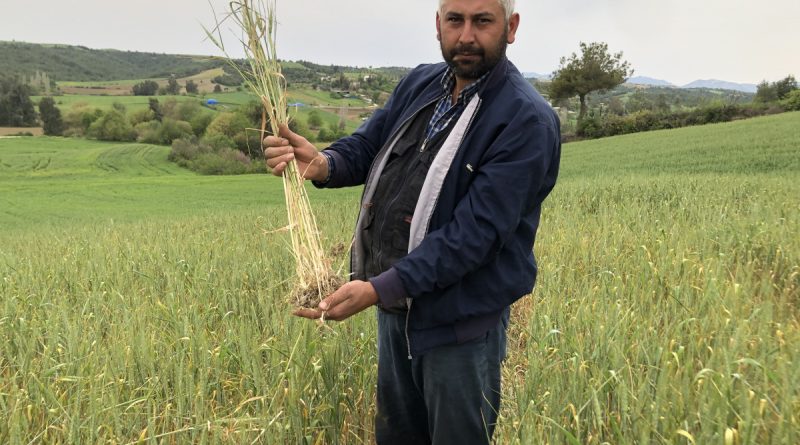 Kuraklık buğday üreticisine 30 sene sonradan tarla sulattı