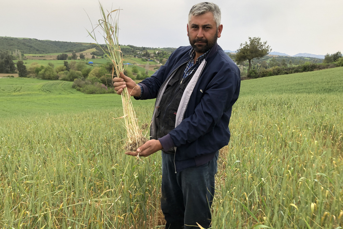Kuraklık buğday üreticisine 30 sene sonradan tarla sulattı