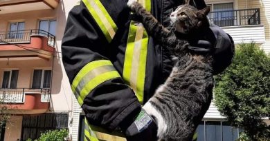 Kurtarılan kedi itfaiye erinin kucağından inmedi