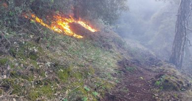 Manisa'da 30 dekar karaçam ormanı yandı