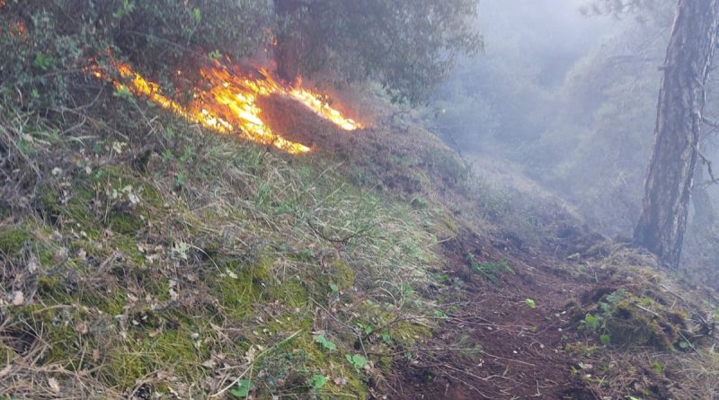 Manisa'da 30 dekar karaçam ormanı yandı