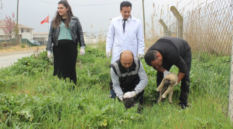 Manisa’da köpek katliamı: 20’ye yakın köpek zehirlendi