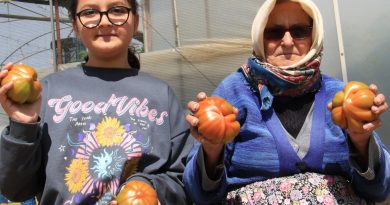 Örtü aşağı köy domatesinde hasat başladı