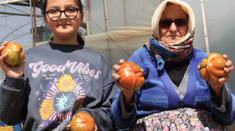 Örtü aşağı köy domatesinde hasat başladı