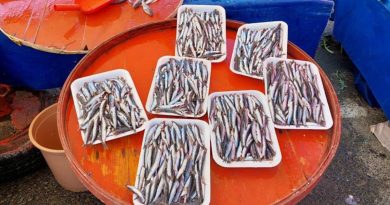 Sezonun son hamsileri 30 liradan satıldı