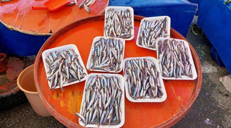 Sezonun son hamsileri 30 liradan satıldı