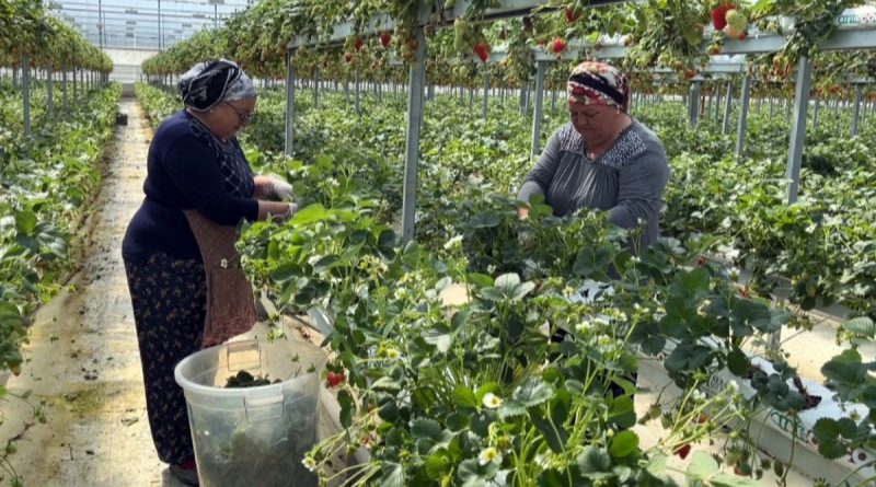 Sinop’tan dünyaya çilek ihracatı
