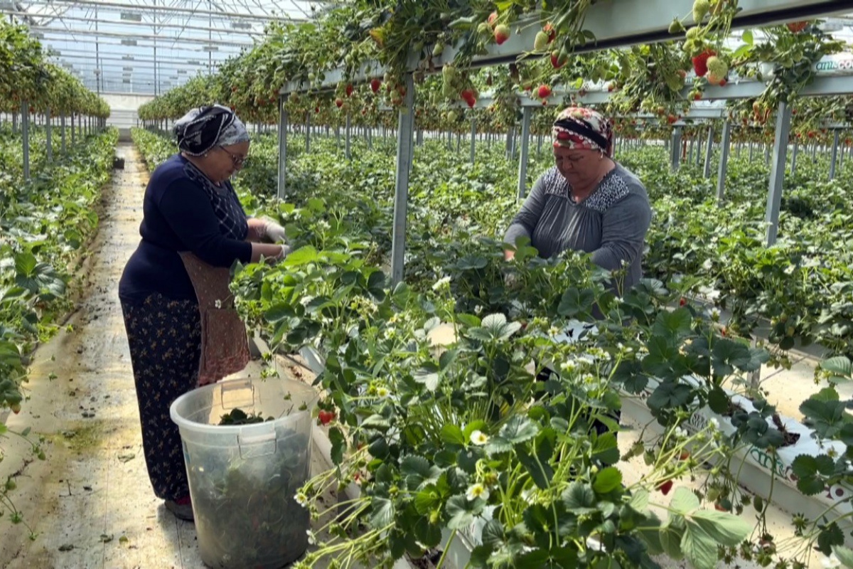 Sinop’tan dünyaya çilek ihracatı