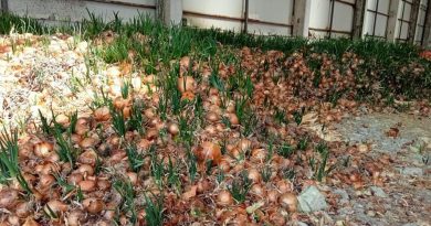 Tonlarca soğan depoda çürümeye başladı çiftçi hal esnafına tepkili 10 katına satıyorlar