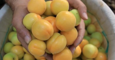 Turfanda kayısılar, Katar ve Dubai yolcusu