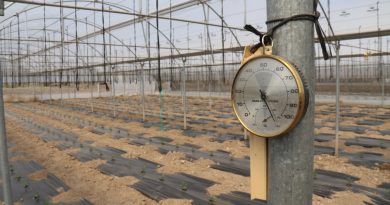 Ucuz sebze için geri sayım başladı