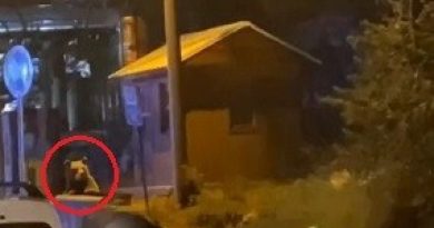 Uludağ’da günübirlikçi tatilcilerin ayı paniği kameralarda