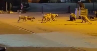 Uludağ’da yemek aramaya inen ayıların köpek sürüsü ile kavgası kameralarda